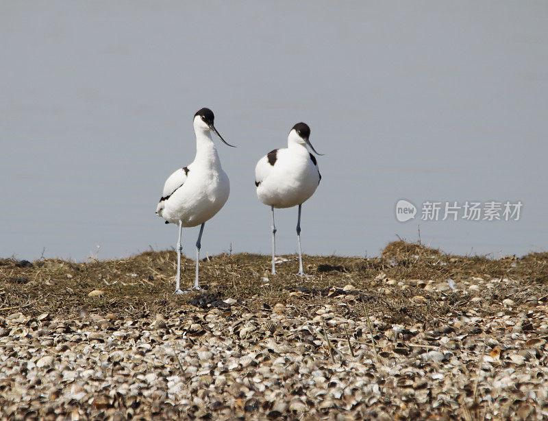 鳄梨(Recuvirostra avosetta)求偶展示